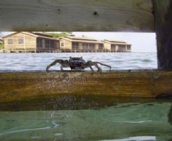 It's King Crab! This cutie was taken July 2004 at Roatan.... by Bonnie Conley 